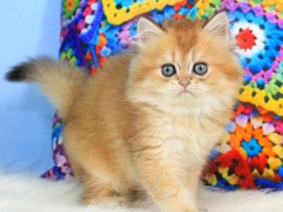 Romeo - British Shorthair - Gallery Photo #1