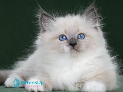 Ermak - Siberian - Gallery Photo #1
