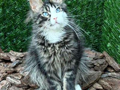 Dior POL Standart - Maine Coon - Gallery Photo #1