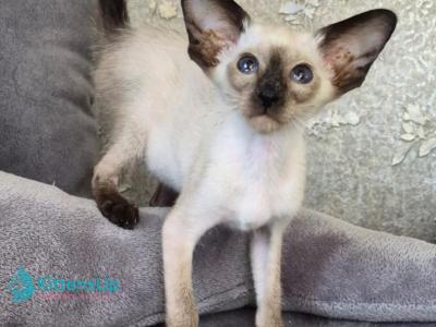 Hanny - Siamese - Gallery Photo #1
