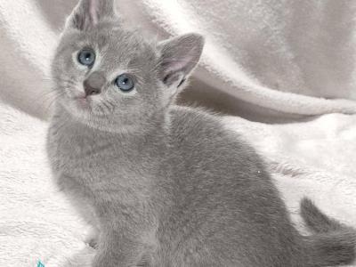 Artos - Russian Blue - Gallery Photo #1