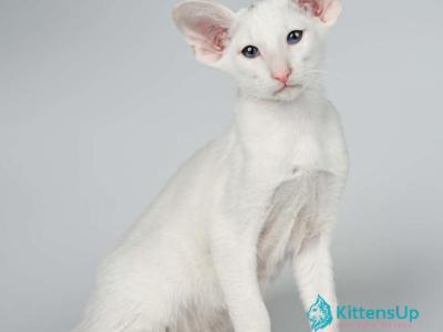 Hera - Oriental - Gallery Photo #1