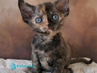 Iskra - Devon Rex - Gallery Photo #1