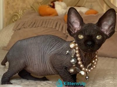 Tina - Sphynx - Gallery Photo #1