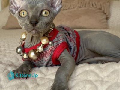 Diana_ - Sphynx - Gallery Photo #1