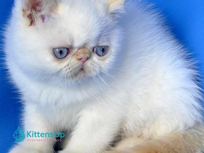 Topaz - Exotic - Gallery Photo #1
