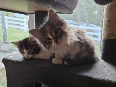 Kittens Ragdoll Polydactyl - Domestic - Gallery Photo #1