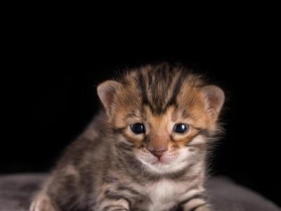 Snow And Brown Adopt End Of Aug - Bengal - Gallery Photo #1