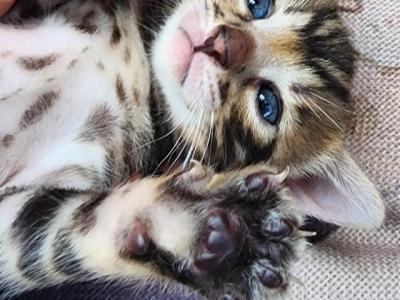 Male Snow Brown Female - Bengal - Gallery Photo #1