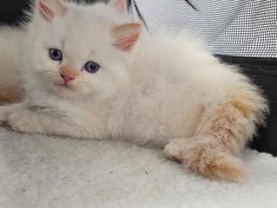 Winter And Her Kittens - Persian - Gallery Photo #1