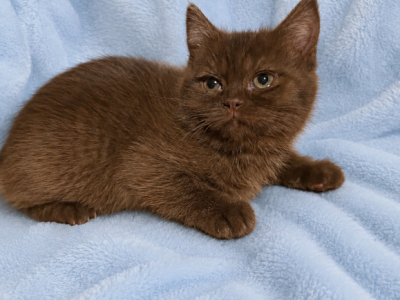 Chocolate Scottish Kitten - Scottish Straight - Gallery Photo #1
