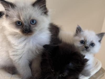 Leroys Last Call - Ragdoll - Gallery Photo #1