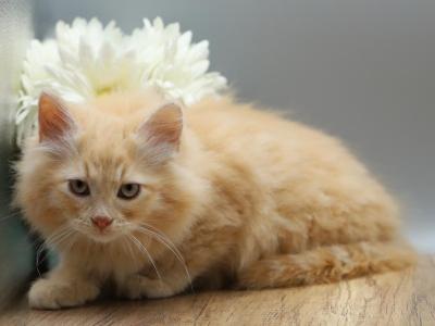 Madagascar  Of RomanovCats - Siberian - Gallery Photo #1