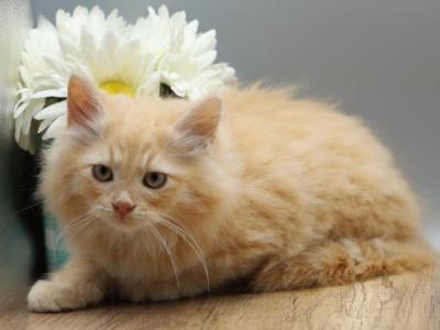 Madagascar  Of RomanovCats - Siberian - Gallery Photo #1