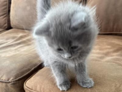 Solid Blue Ragdoll - Ragdoll - Gallery Photo #1