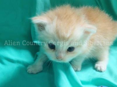 Slowpoke - Siberian - Gallery Photo #1