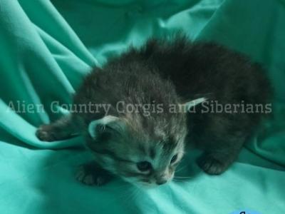Gengar - Siberian - Gallery Photo #1