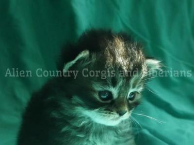 Ponyta - Siberian - Gallery Photo #1