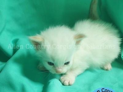 Palkia - Siberian - Gallery Photo #1