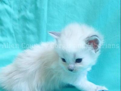 Glameow - Siberian - Gallery Photo #1