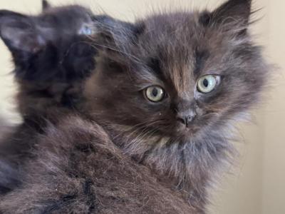 Black Chocolate Ragdolls - Ragdoll - Gallery Photo #1