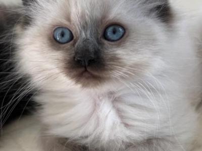 Seal Point Female - Ragdoll - Gallery Photo #1