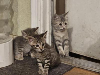 Eight Total - Domestic - Gallery Photo #1