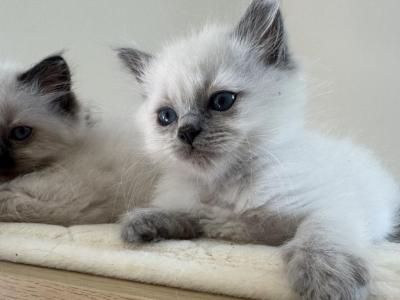 Blue Point Male - Ragdoll - Gallery Photo #1