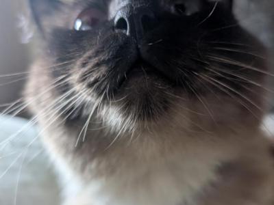 Smudge's Summer Litter - Ragdoll - Gallery Photo #1