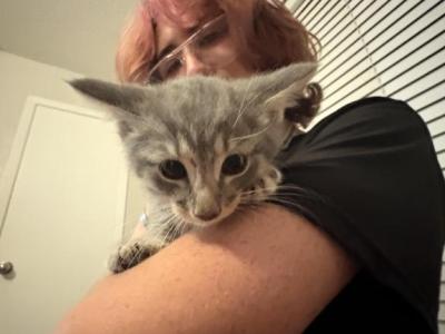 2 Boys Ash And Keef - American Shorthair - Gallery Photo #1