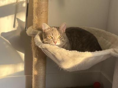 Blossom - Domestic - Gallery Photo #1