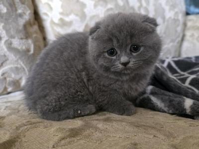 Nency - British Shorthair - Gallery Photo #1