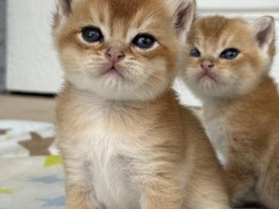 Cheetos - British Shorthair - Gallery Photo #1