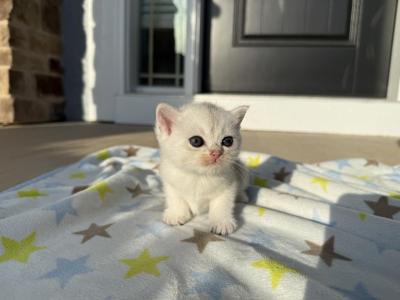 Mochi - British Shorthair - Gallery Photo #1
