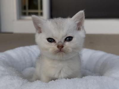 Umi Jr - British Shorthair - Gallery Photo #1
