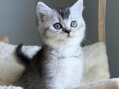 Oreo - British Shorthair - Gallery Photo #1