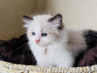 Lavender Collar - Ragdoll - Gallery Photo #1