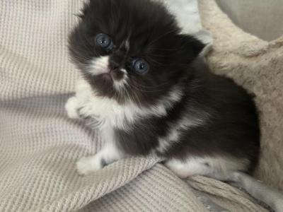 Bicolor Female - Persian - Gallery Photo #1