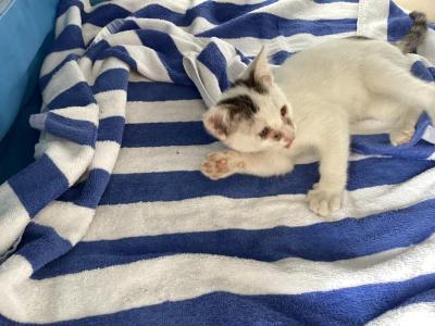 Fang - American Shorthair - Gallery Photo #1