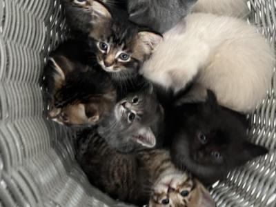 Available Kittens - American Bobtail - Gallery Photo #1