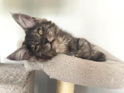 Maine Coon - Maine Coon - Gallery Photo #1