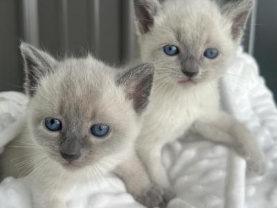 Russian Blue Kittens - Russian Blue - Gallery Photo #1