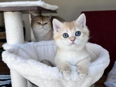 Rare Golden British Shorthair Kitten - British Shorthair - Gallery Photo #1