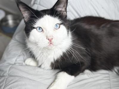 Charming Boy - Maine Coon - Gallery Photo #1