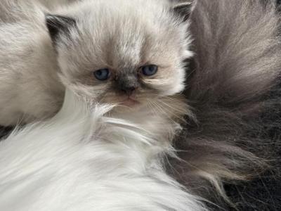Seal Point Male - Persian - Gallery Photo #1
