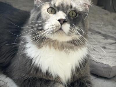 Evan - Maine Coon - Gallery Photo #1