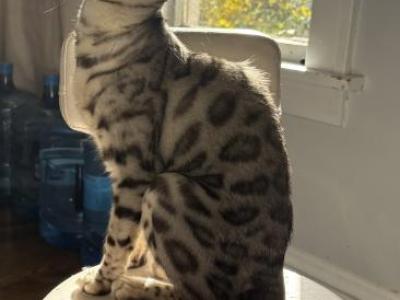 Cleo X Kairo Litter - Bengal - Gallery Photo #1