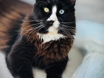 Edgar - Maine Coon - Gallery Photo #1