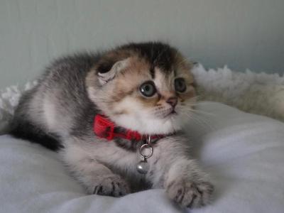 Chiara - Scottish Fold - Gallery Photo #1