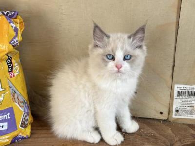Big Ragdoll Boy - Ragdoll - Gallery Photo #1